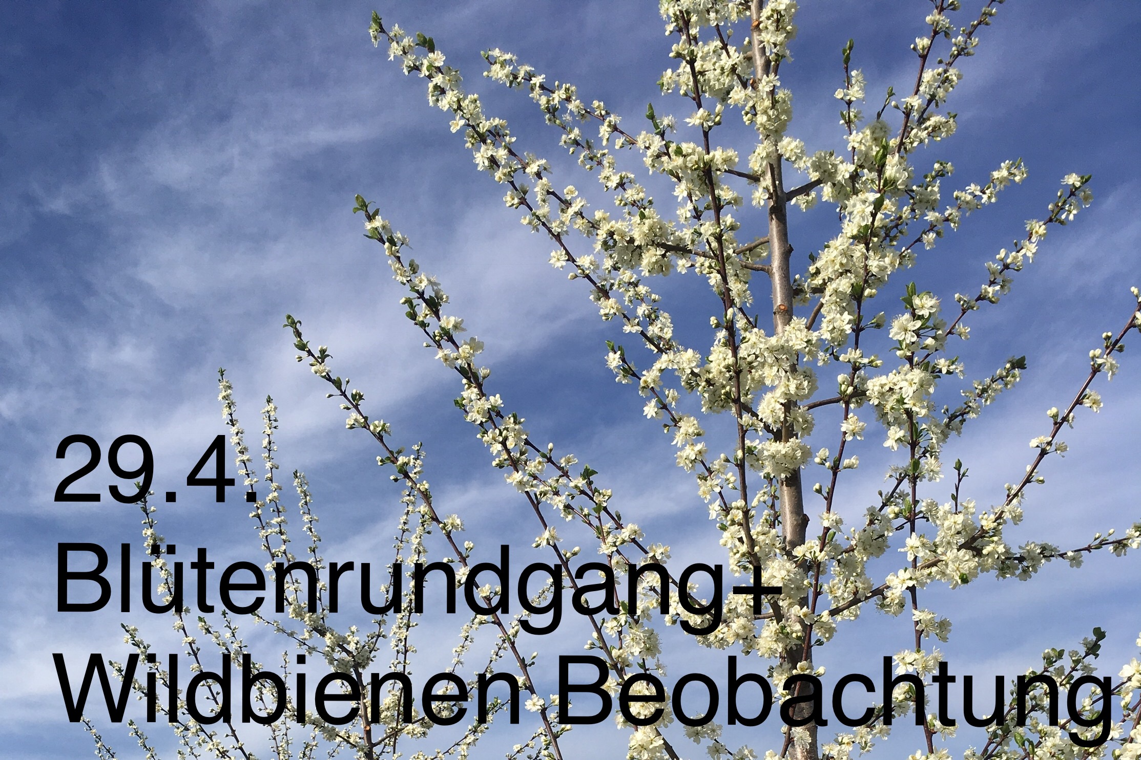 Read more about the article Blütenrundgang und Wildbienen Beobachtung